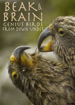 Watch Beak & Brain - Genius Birds from Down Under Movies Online Free